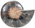 Split Black/Orange Ammonite (Half) - Unusual Coloration #55702-1